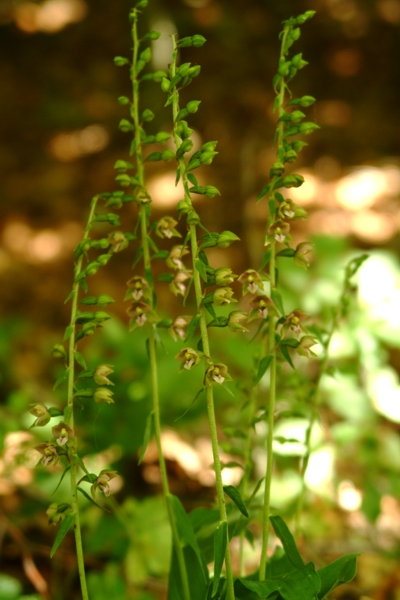 Epipactis helleborine e E. schubertiorum (?)